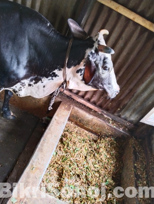 হলেষ্টান ফ্রিজিয়ান গাভী